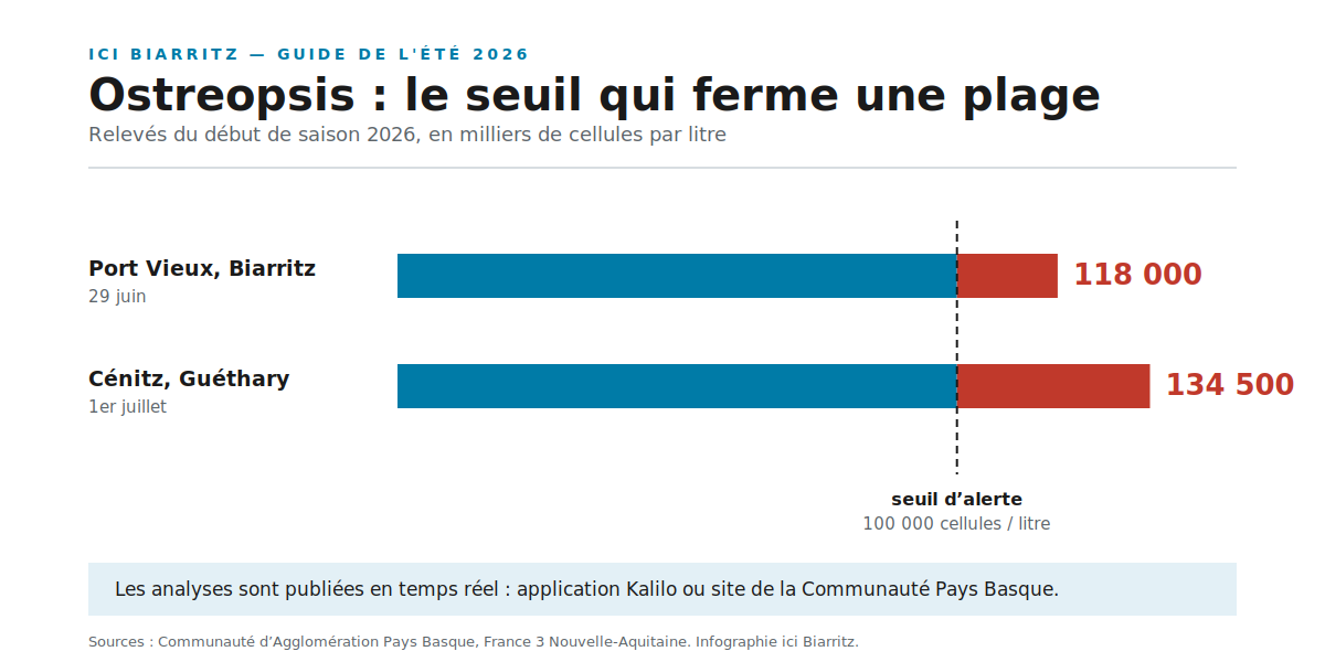 Relevés d'Ostreopsis sur la côte basque en 2026 : 118 000 cellules par litre au Port Vieux et 134 500 à Cénitz, pour un seuil d'alerte de 100 000.